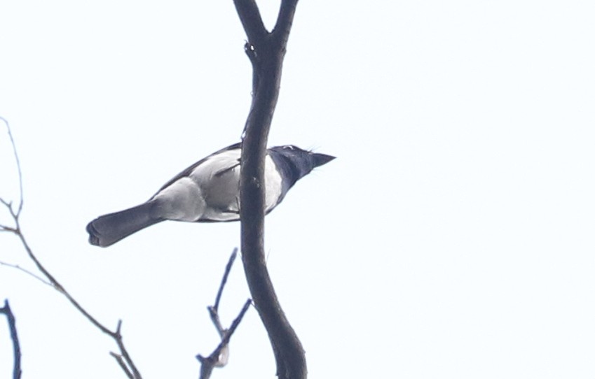 Satin Flycatcher - ML86939801