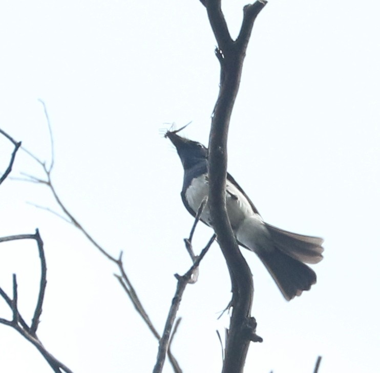 Satin Flycatcher - ML86939831