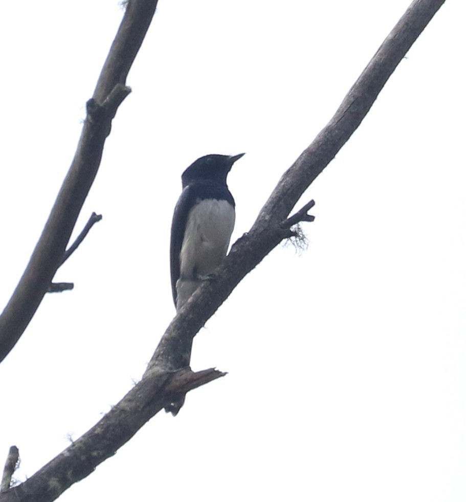 Satin Flycatcher - ML86939841
