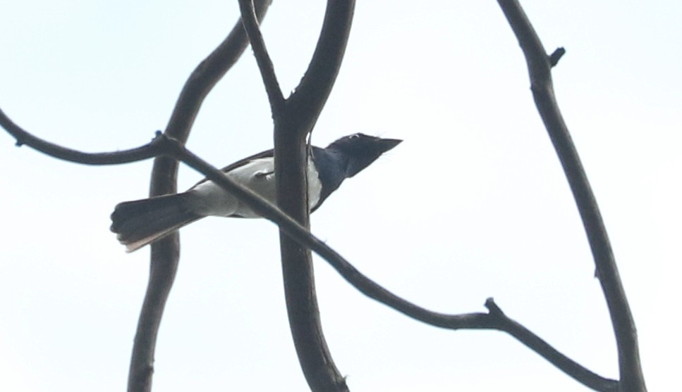 Satin Flycatcher - ML86939851
