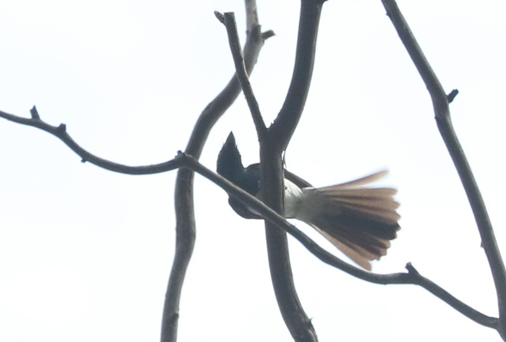 Satin Flycatcher - ML86939861