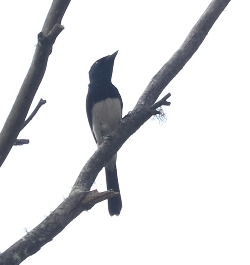 Satin Flycatcher - ML86939881