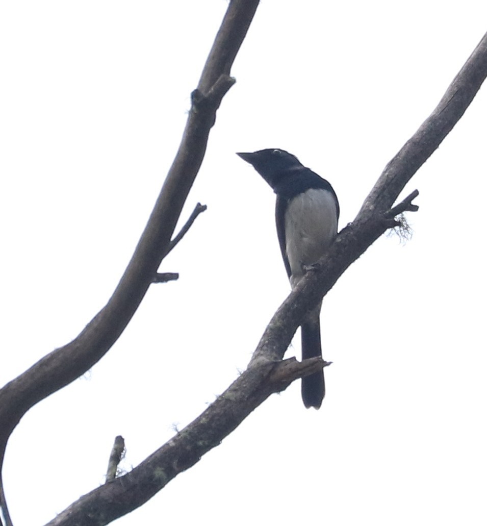 Satin Flycatcher - ML86939891