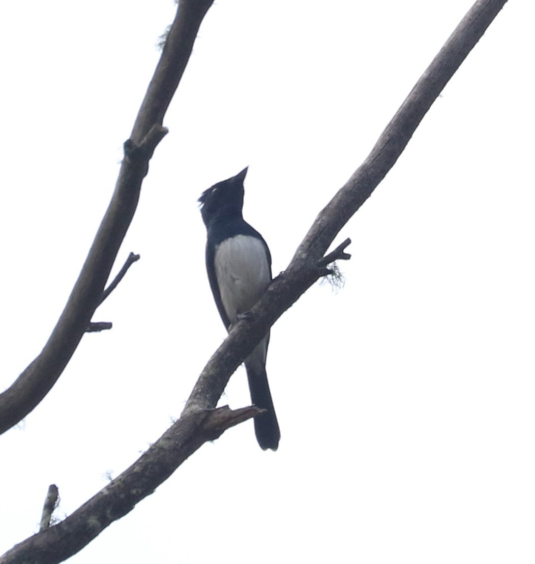 Satin Flycatcher - ML86939901