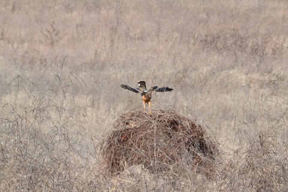 Northern Harrier - ML86941311