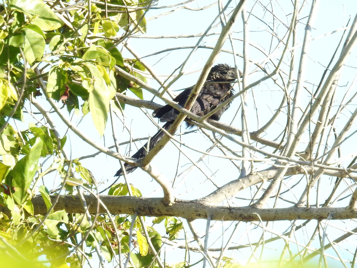 Smooth-billed Ani - ML86941801