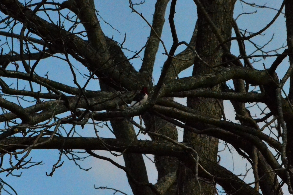 Pic à tête rouge - ML86942361