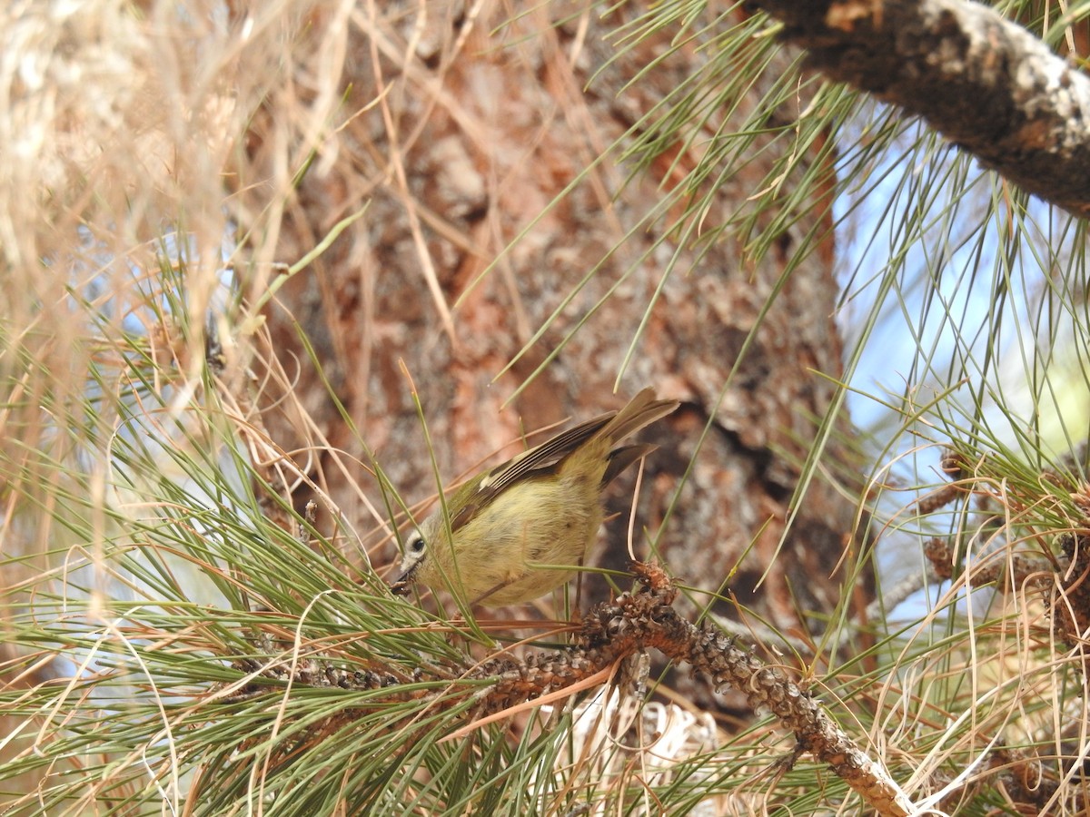 Goldcrest (Tenerife) - Ashwin Viswanathan