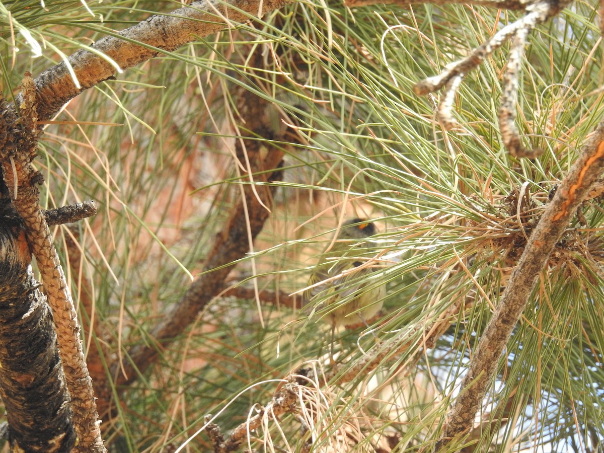 Goldcrest (Tenerife) - Ashwin Viswanathan