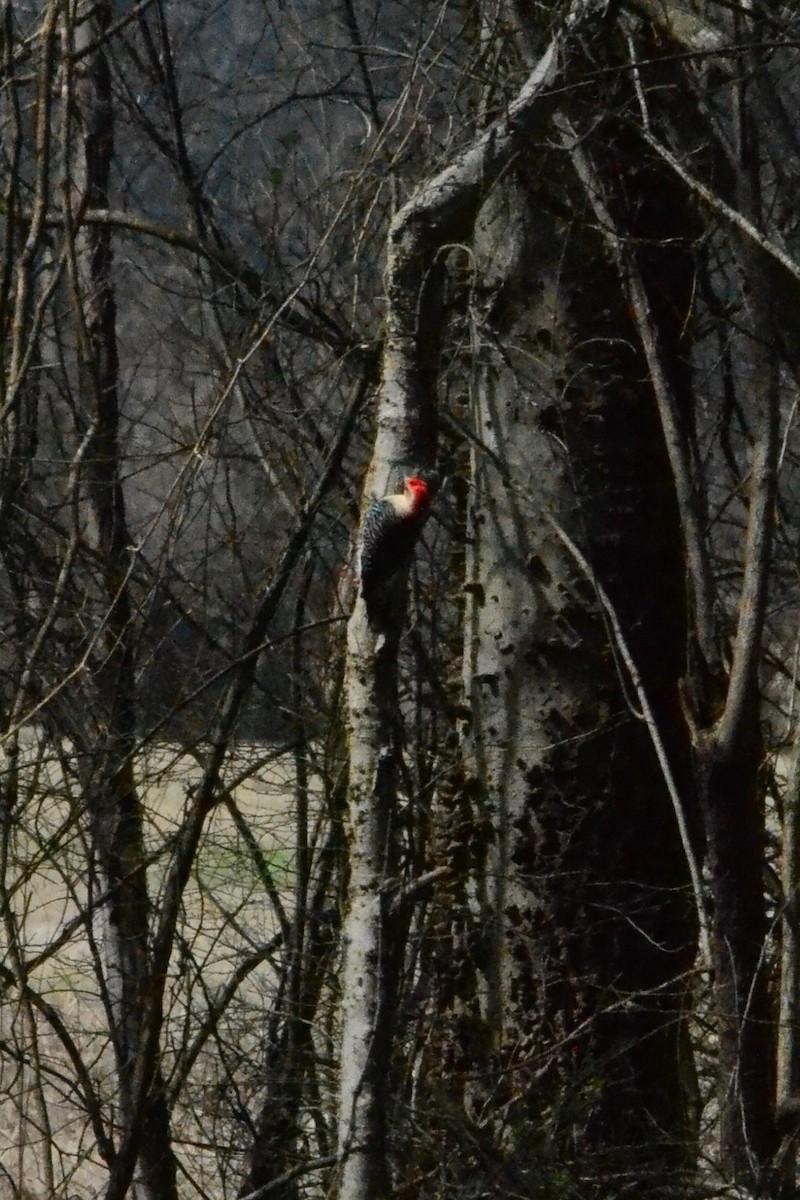 Red-bellied Woodpecker - michelle dubar