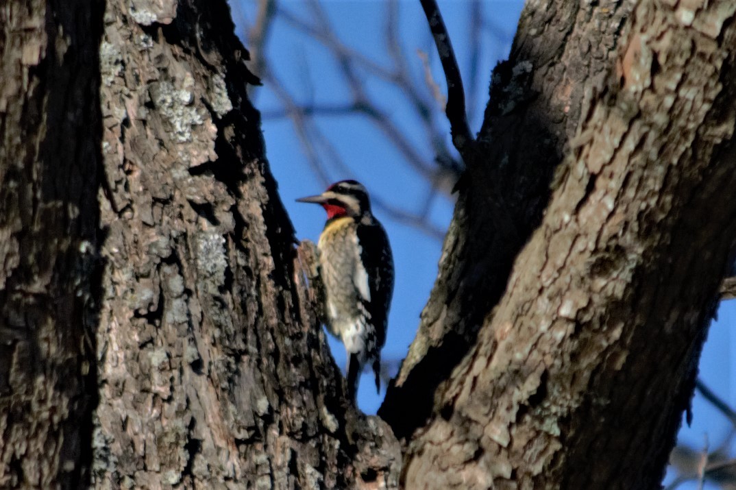 Yellow-bellied Sapsucker - ML86943121