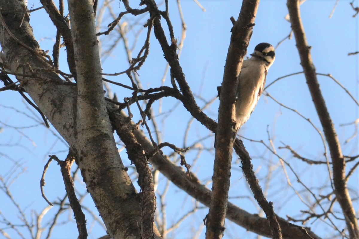 Downy Woodpecker - michelle dubar
