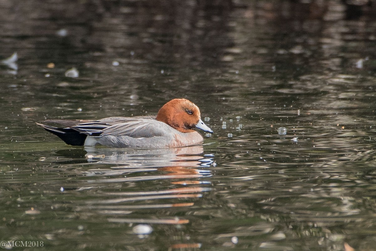 Eurasian Wigeon - Mary Catherine Miguez