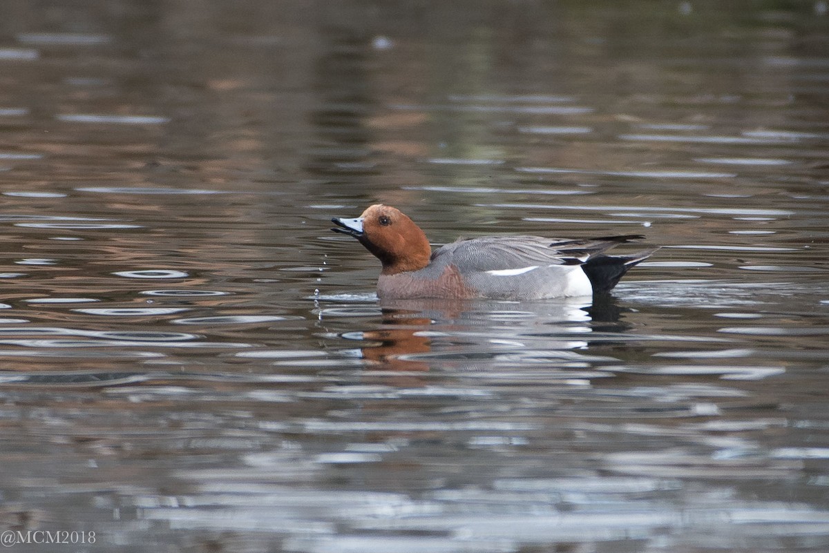 Eurasian Wigeon - Mary Catherine Miguez