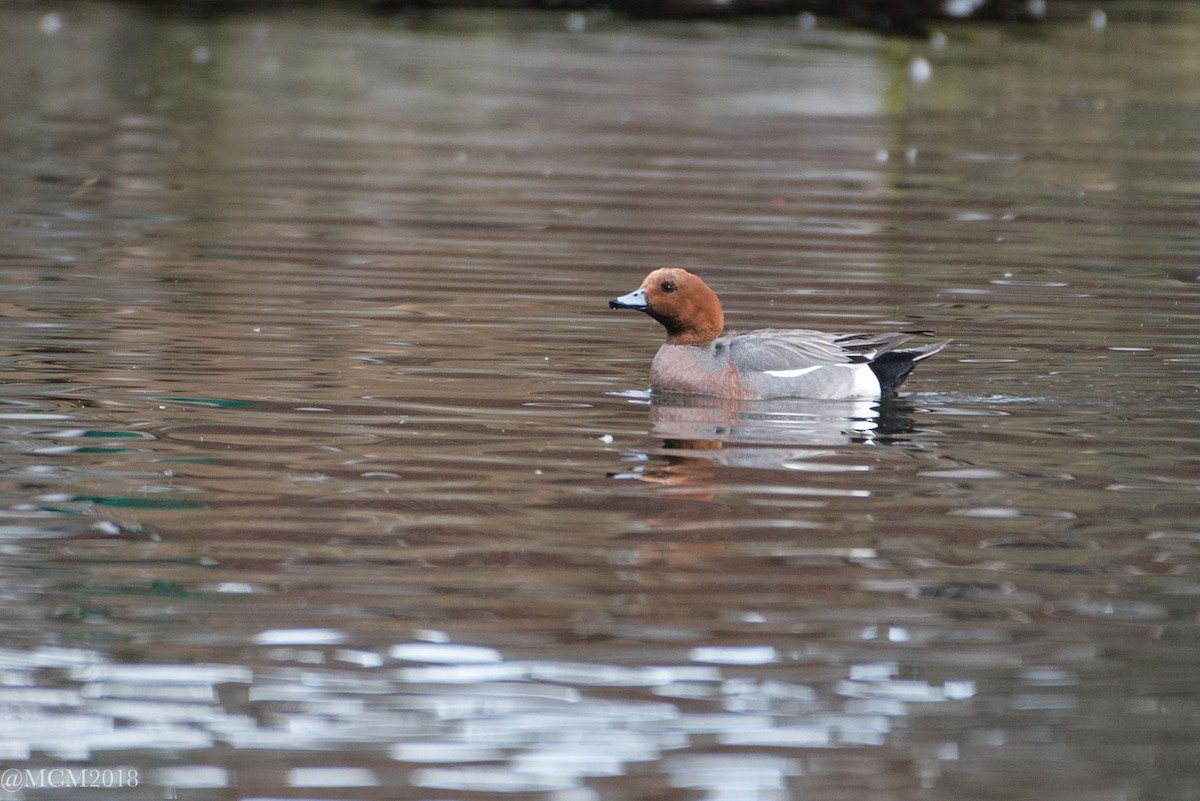 Eurasian Wigeon - Mary Catherine Miguez