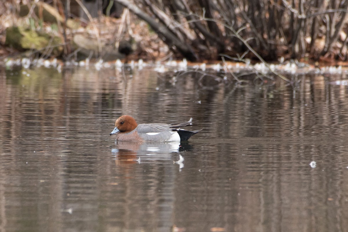 Eurasian Wigeon - Mary Catherine Miguez