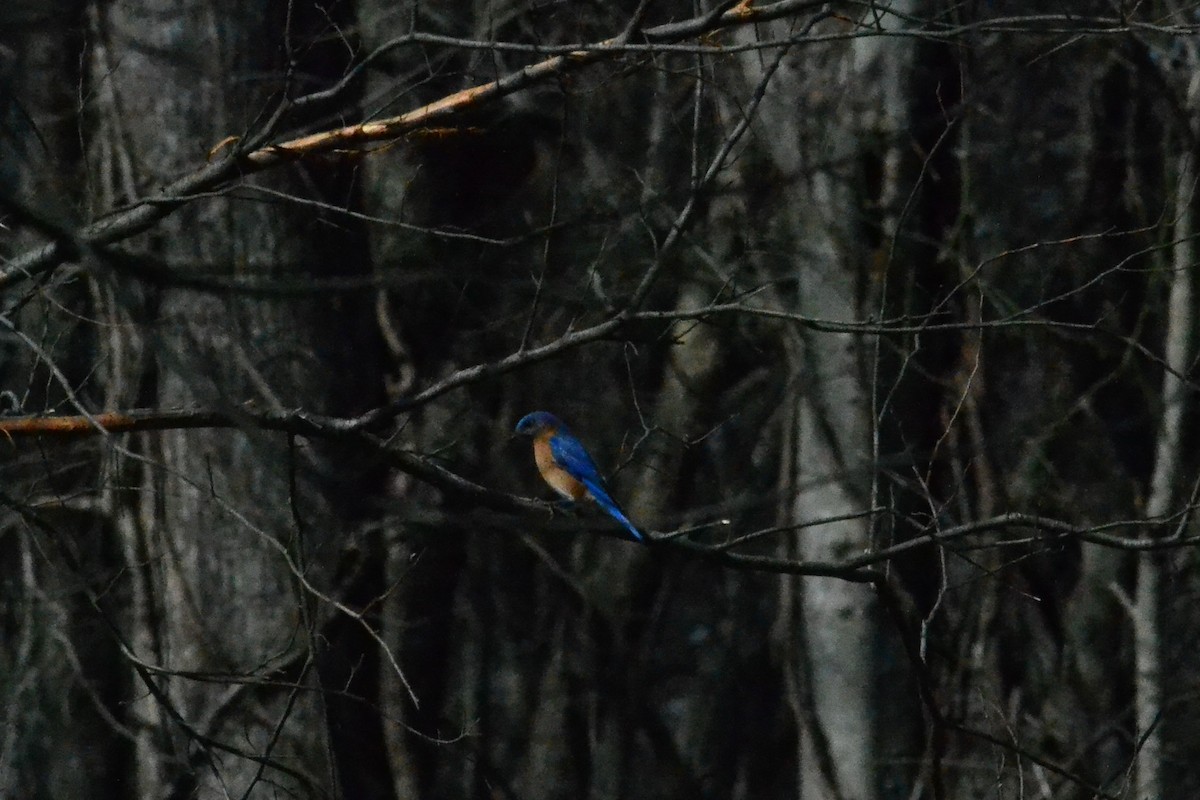 Eastern Bluebird - michelle dubar