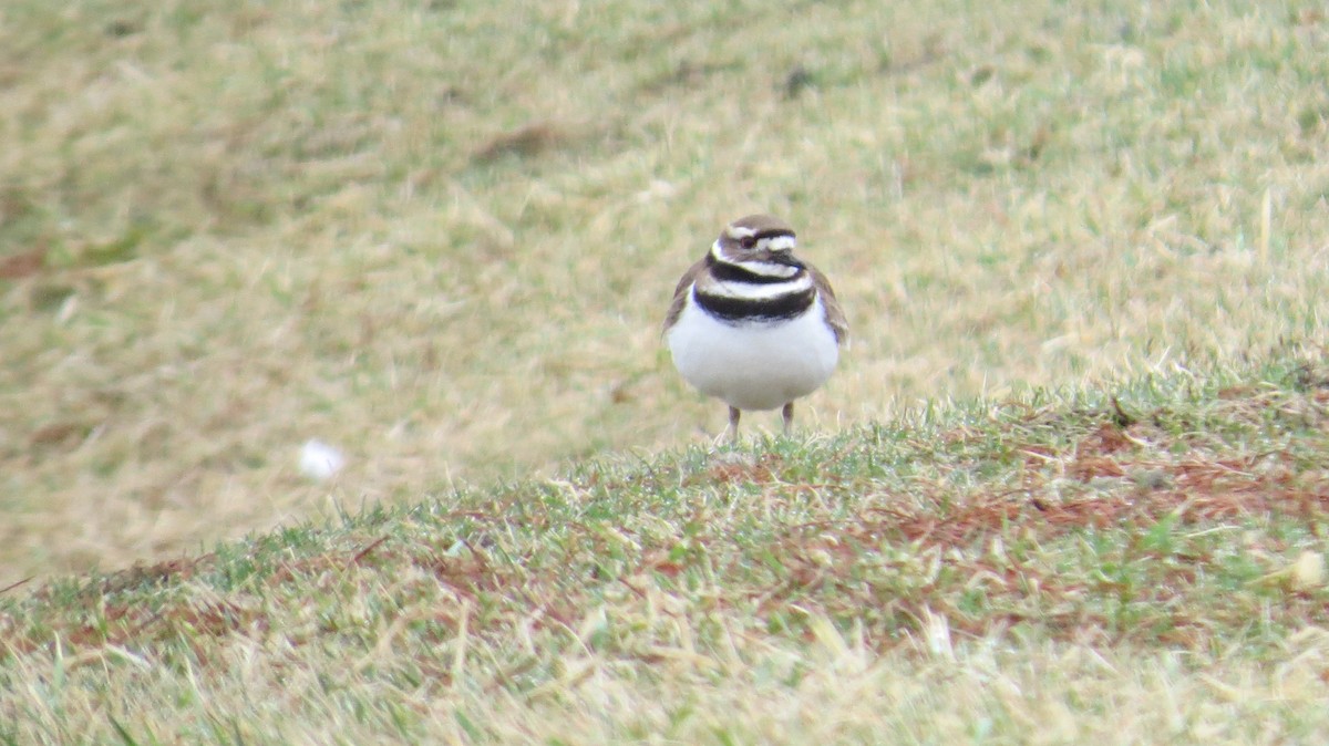 Killdeer - ML86944301