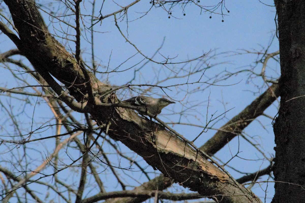 Northern Mockingbird - michelle dubar