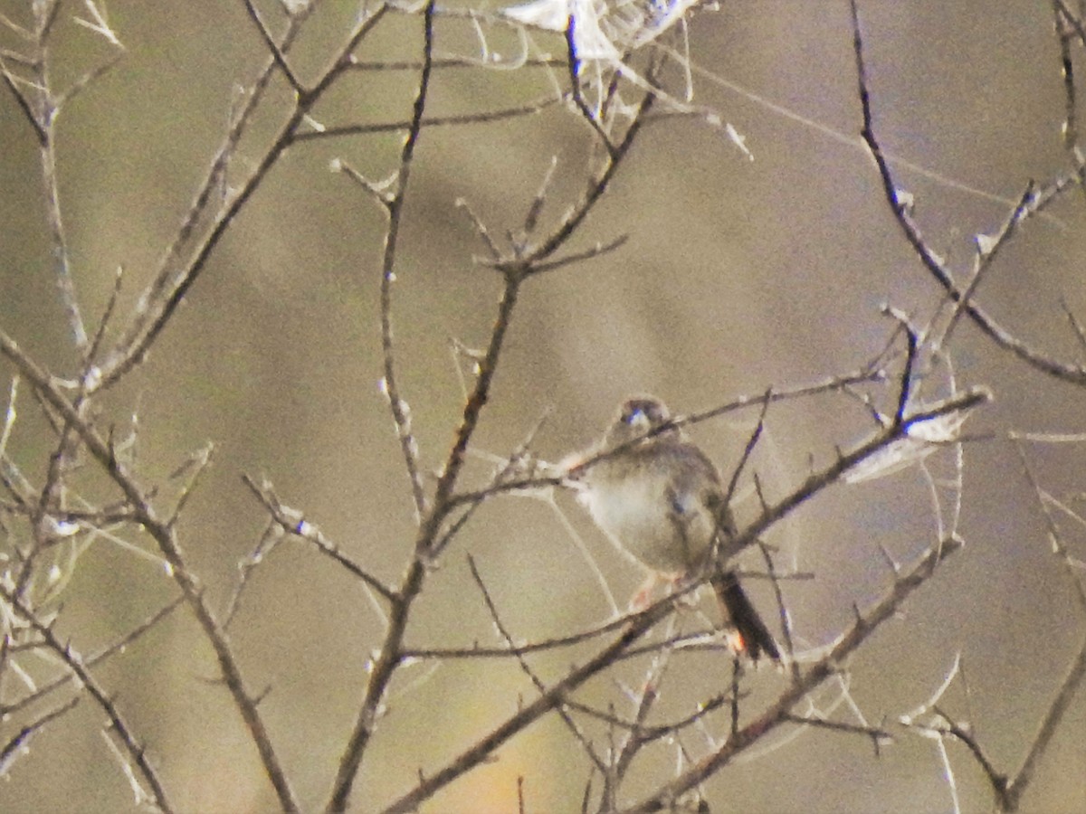 Bachman's Sparrow - ML86946381