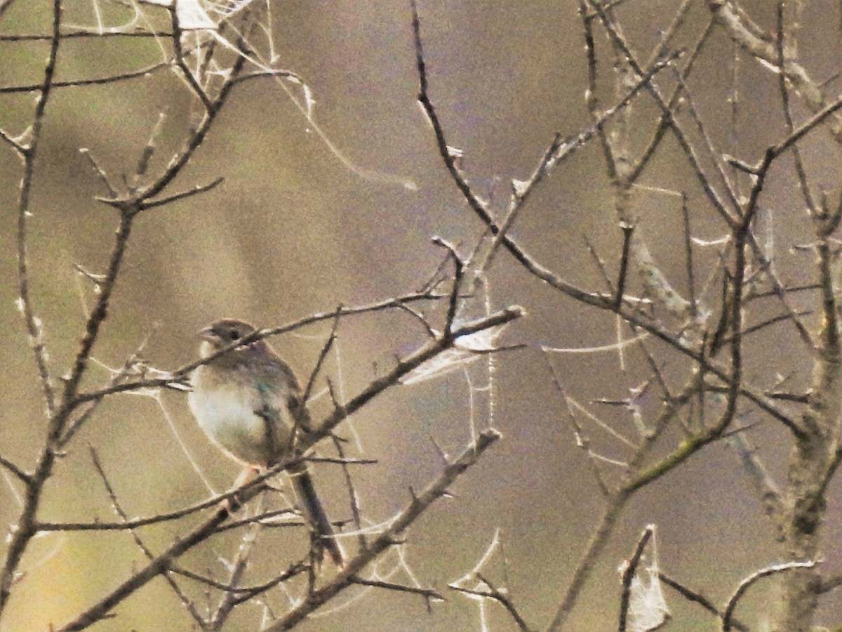 Bachman's Sparrow - ML86946401