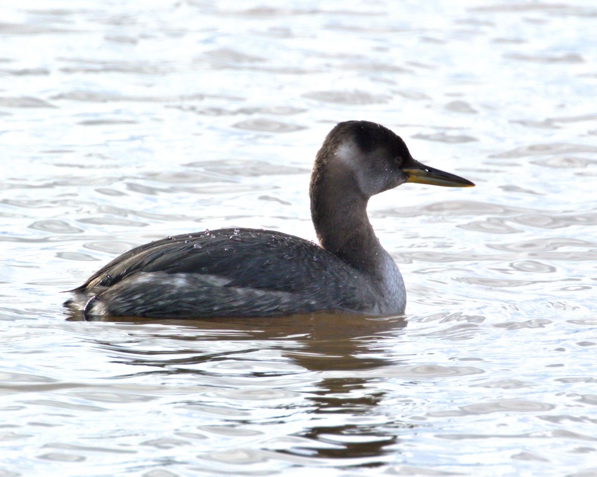 Red-necked Grebe - ML86946621