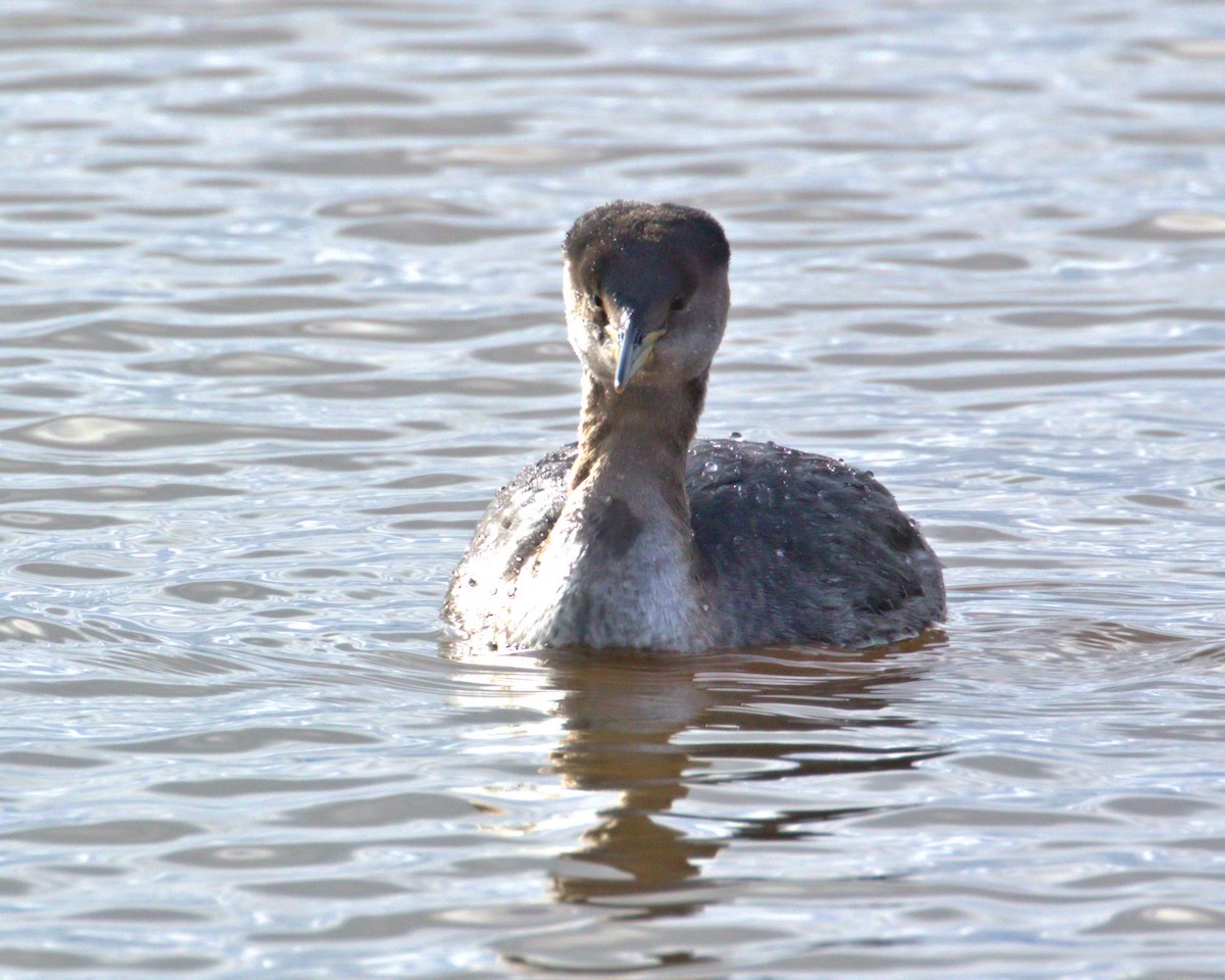 Red-necked Grebe - ML86946631