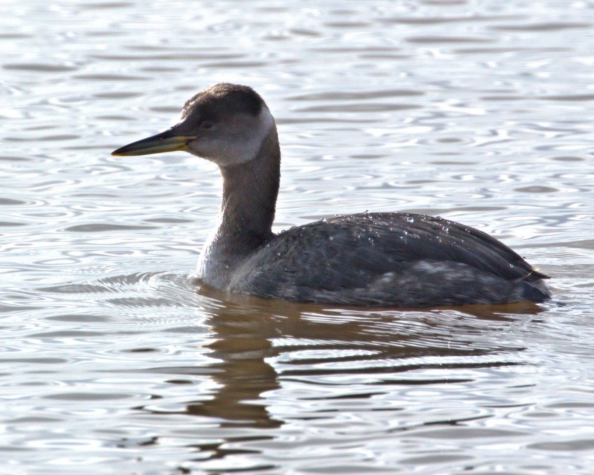 Red-necked Grebe - ML86946661