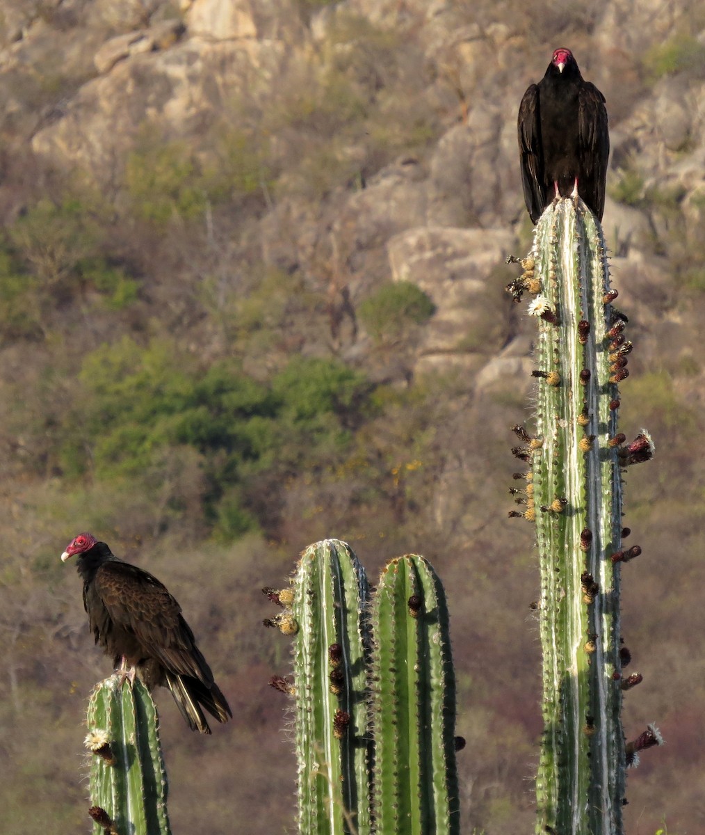 Turkey Vulture - ML86951841