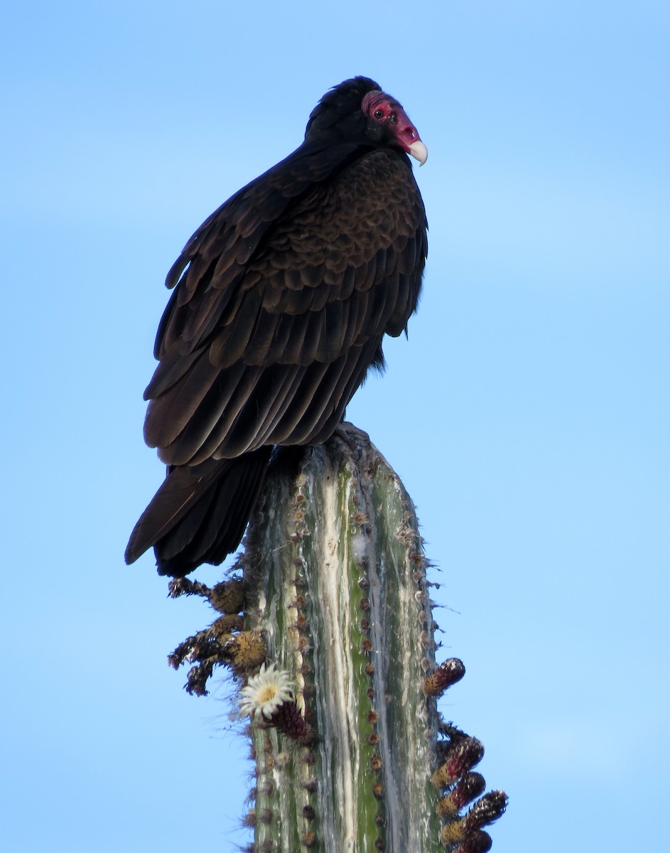 Turkey Vulture - ML86951871