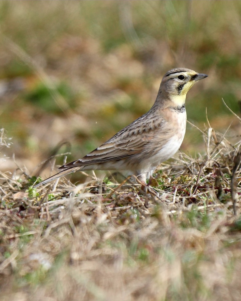 Horned Lark - ML86953501