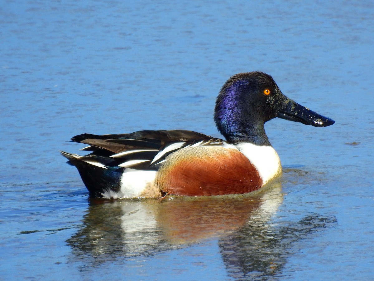 Northern Shoveler - ML86954441