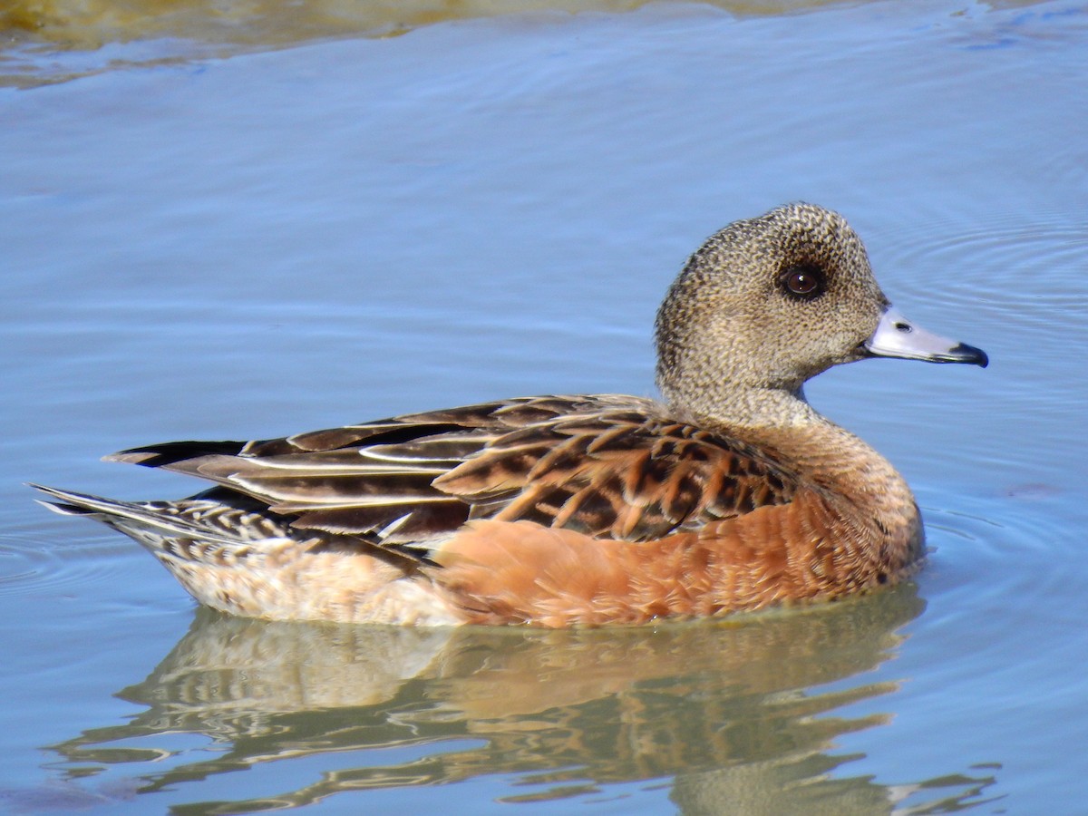 American Wigeon - ML86954461