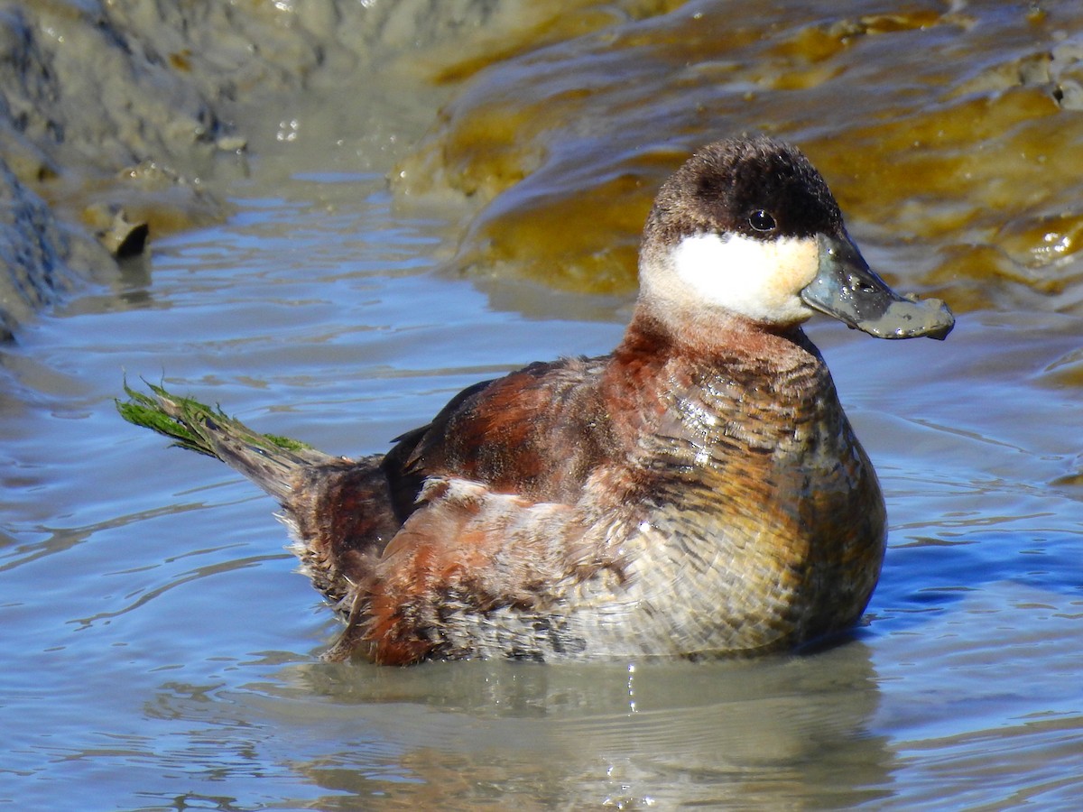 Ruddy Duck - ML86954581