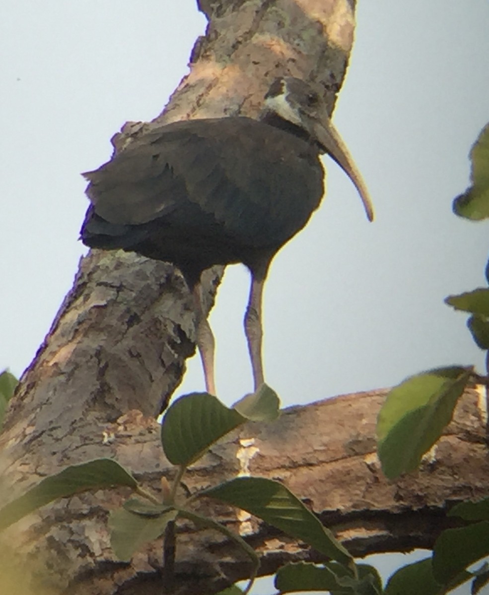 White-shouldered Ibis - ML86956641