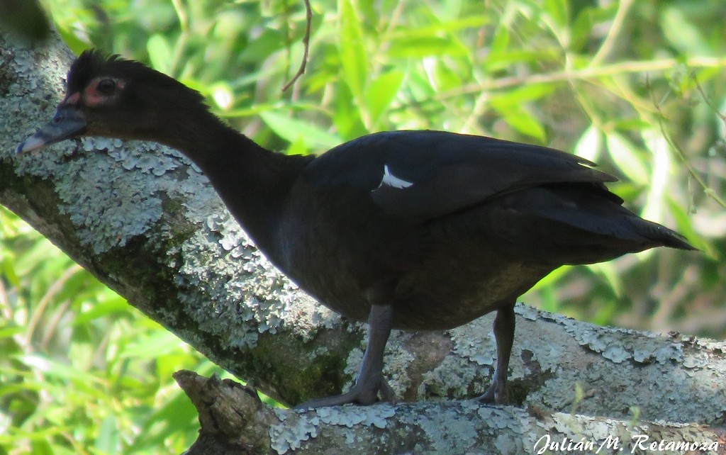 Canard musqué - ML86957071