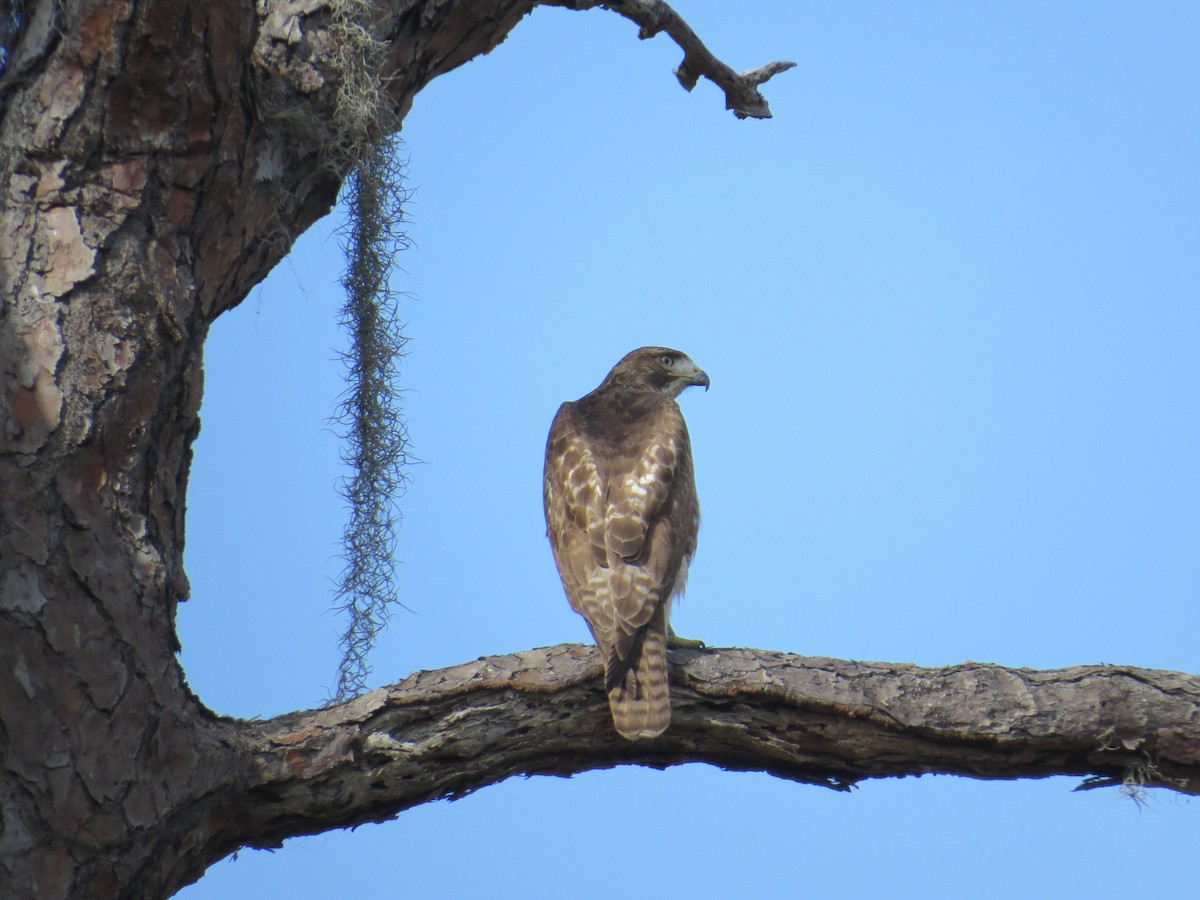 Red-tailed Hawk - James Echmalian