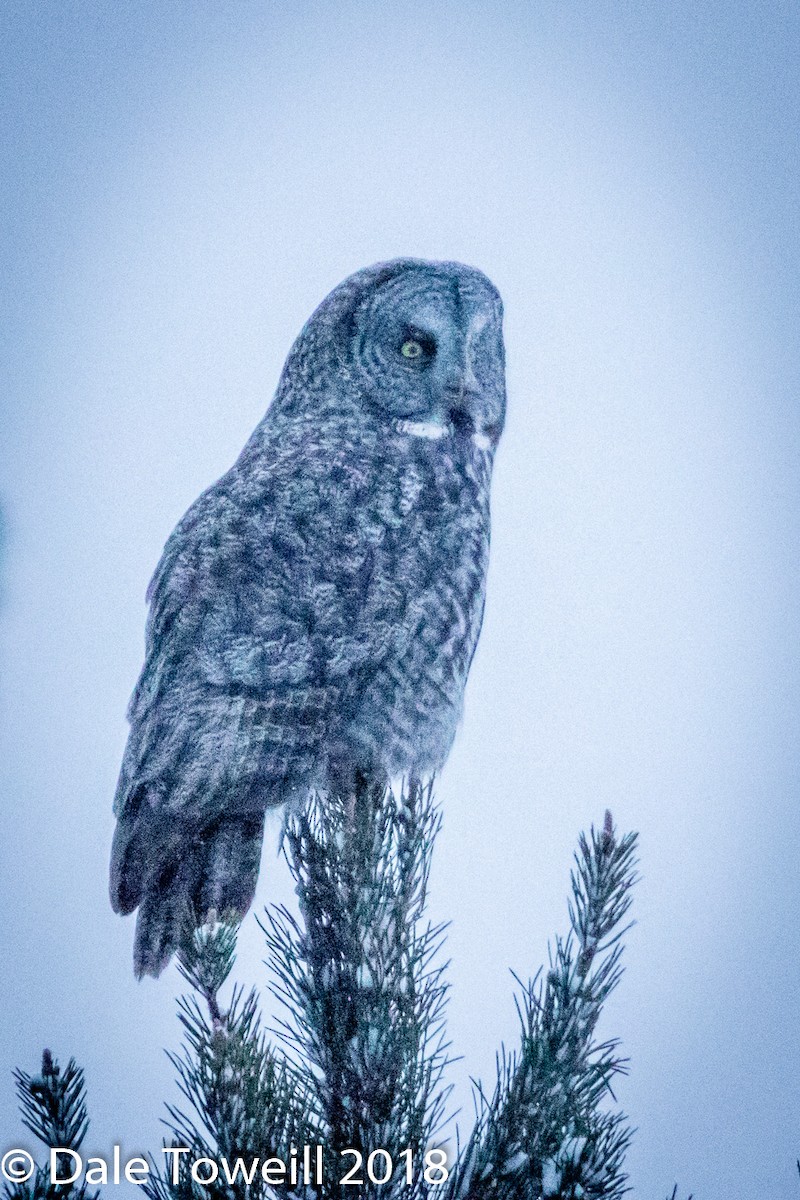 Great Gray Owl - ML86957631