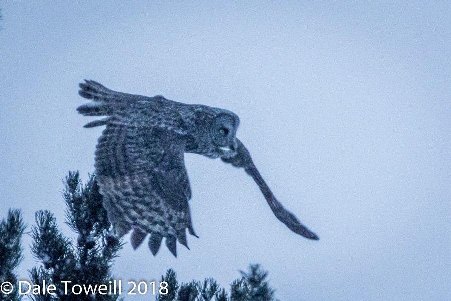 Great Gray Owl - ML86957641