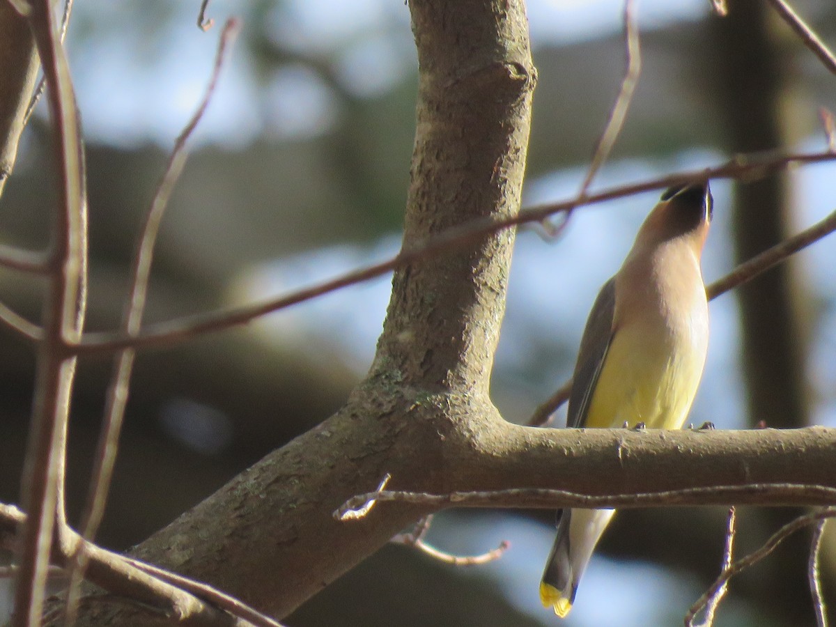 Cedar Waxwing - ML86958521