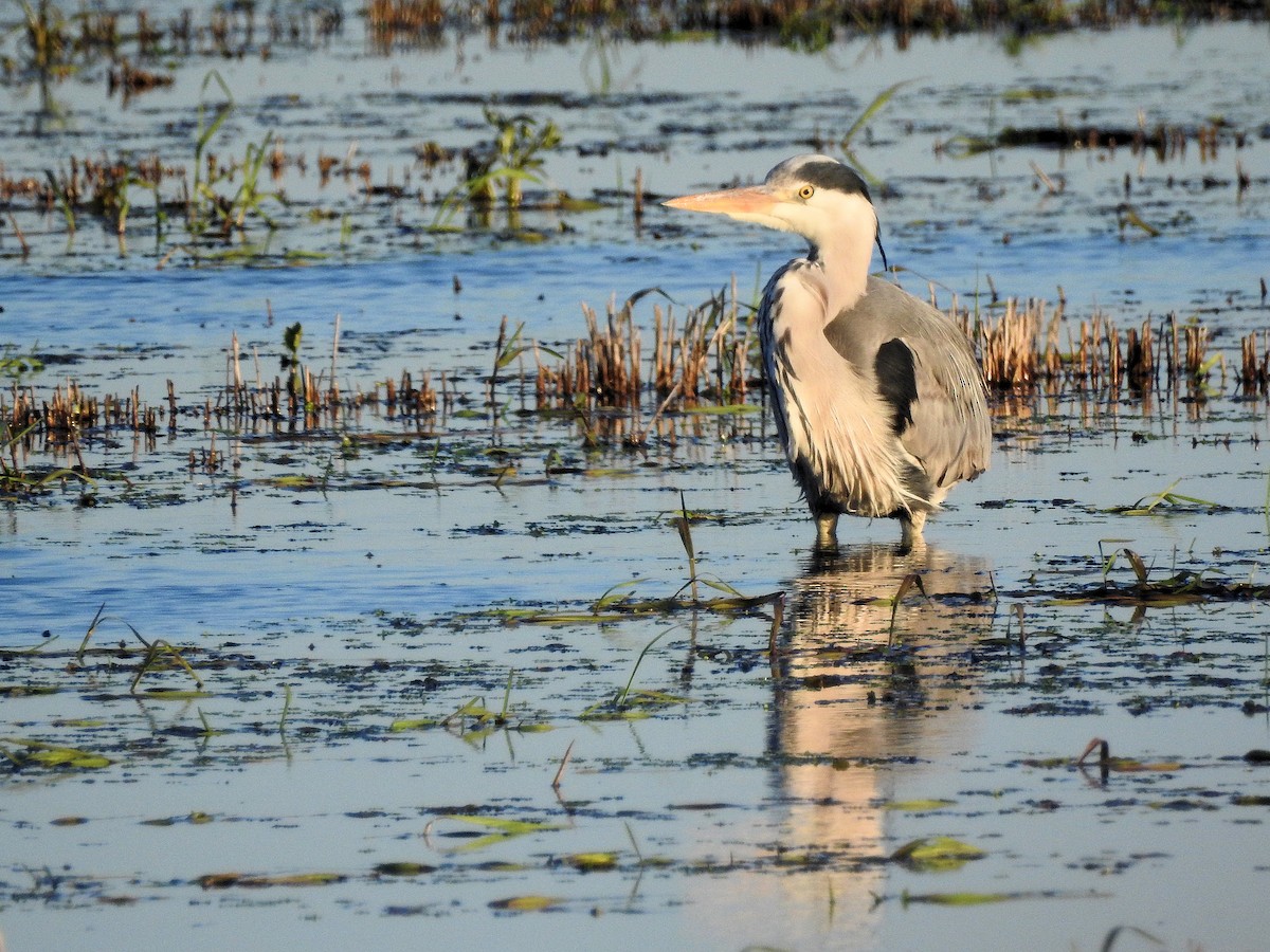 Gray Heron - ML86961261