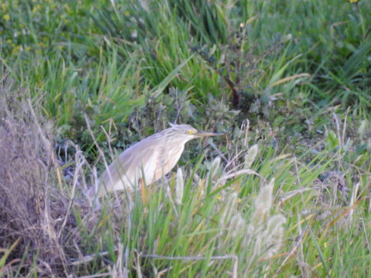 Squacco Heron - ML86961961