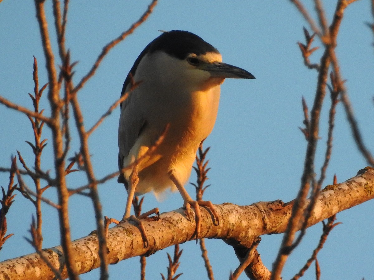 Black-crowned Night Heron - ML86961991