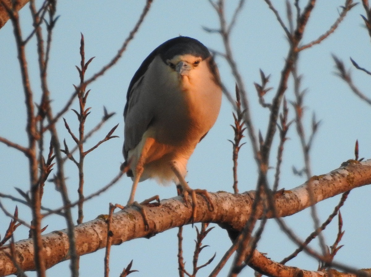 Black-crowned Night Heron - ML86962041