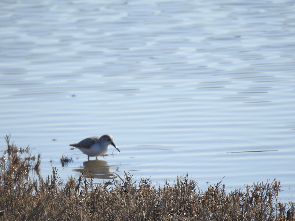 Western Sandpiper - ML86962181