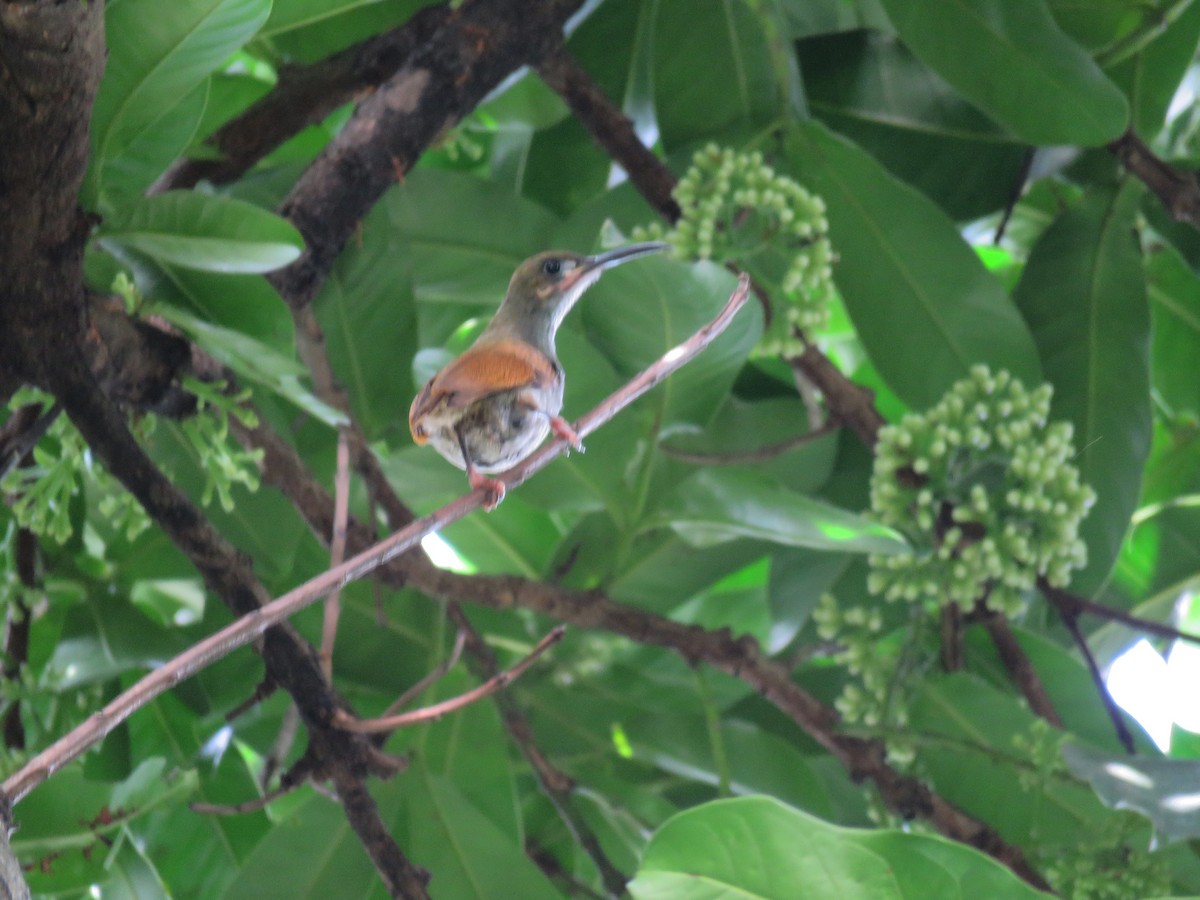 Naked-faced Spiderhunter - ML86962921