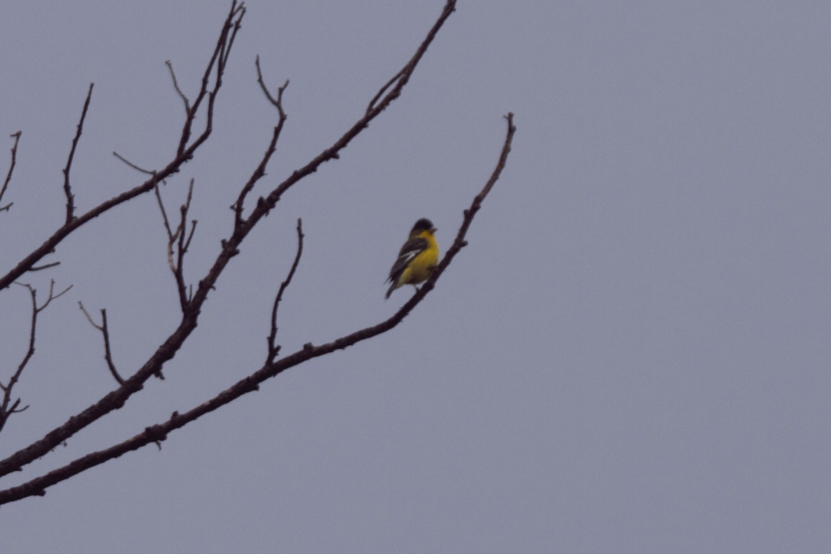 Lesser Goldfinch - ML86962931