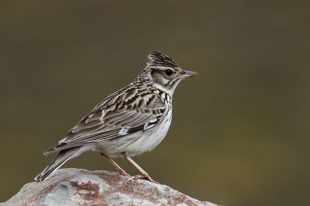 Wood Lark - António Gonçalves