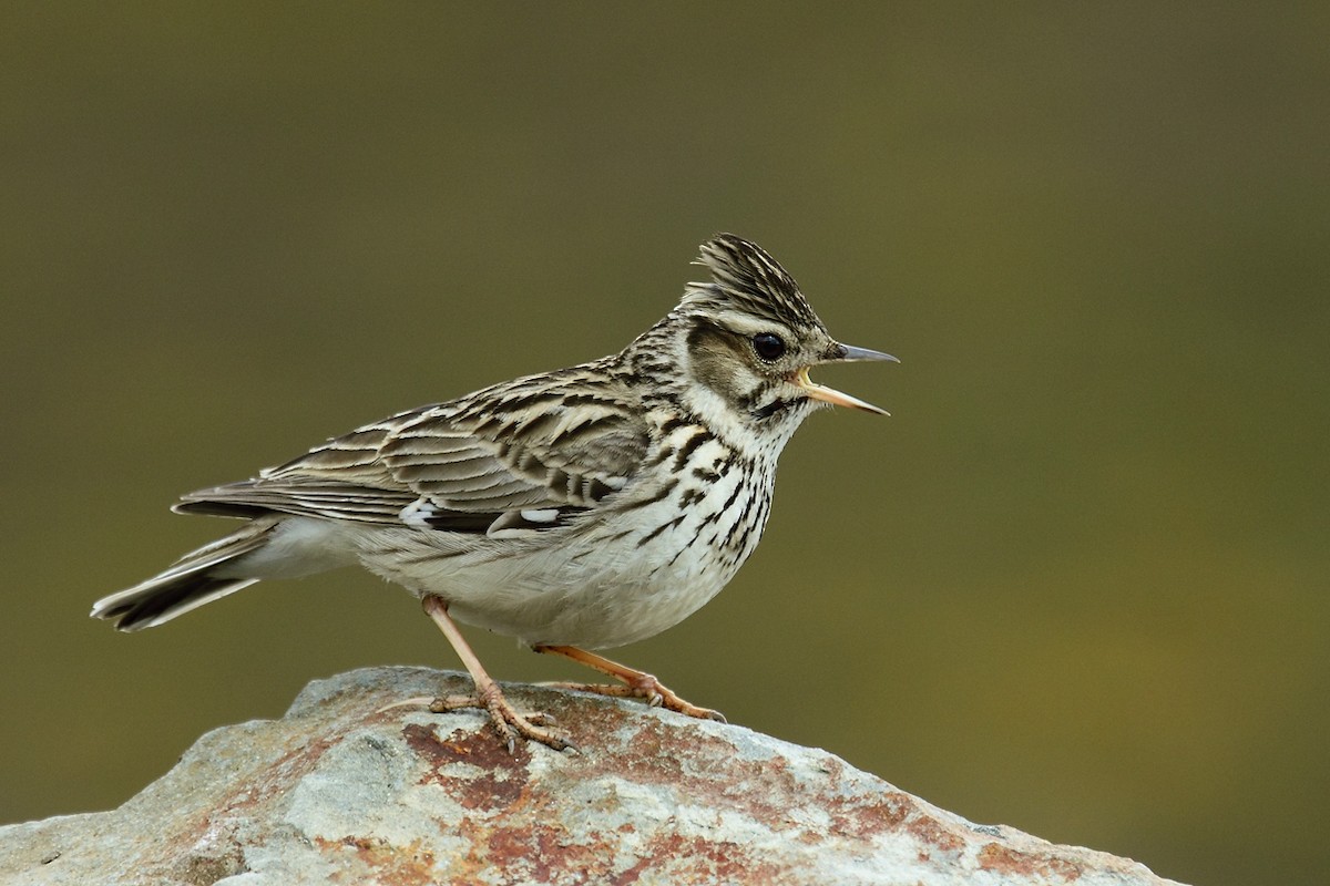 Wood Lark - António Gonçalves
