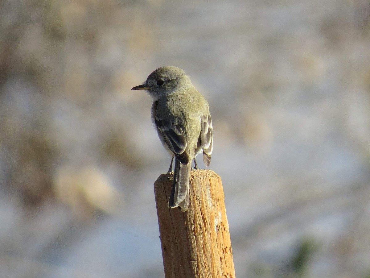 Gray Flycatcher - ML86967831